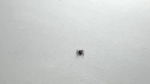 Ticks Removed from Pet Moving on White Background Close-Up Video stock 277296482