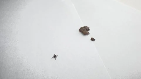 Ticks Removed from Pet Moving on White Background Close-Up Video stock 277296484