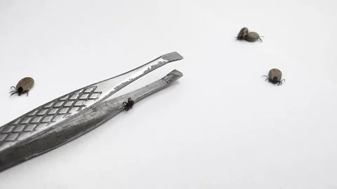 Ticks Removed from Pet Moving on White Background Close-Up Video stock 277296491
