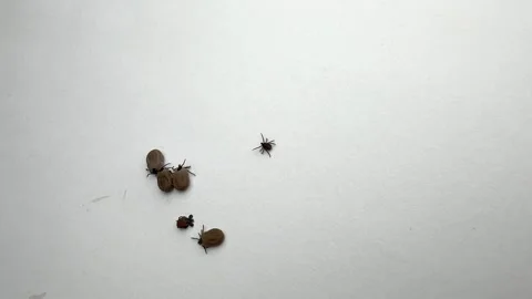 Ticks Removed from Pet Moving on White Background Close-Up Stock Footage 277296492