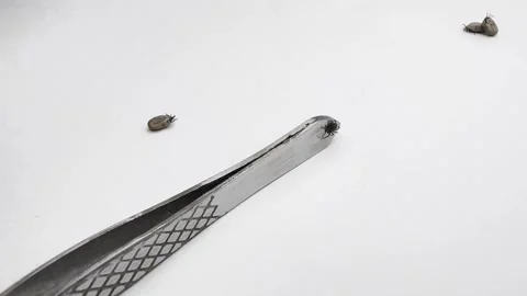 Ticks Removed from Pet Moving on White Background Close-Up Video stock 277296499