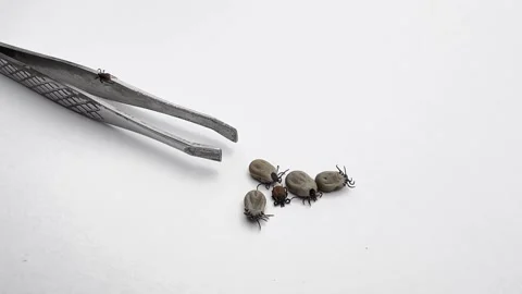 Ticks Removed from Pet Moving on White Background Close-Up Video stock 277296504