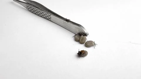 Ticks Removed from Pet Moving on White Background Close-Up Video stock 277296508