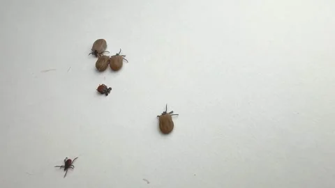 Ticks Removed from Pet Moving on White Background Close-Up Video stock 277296513