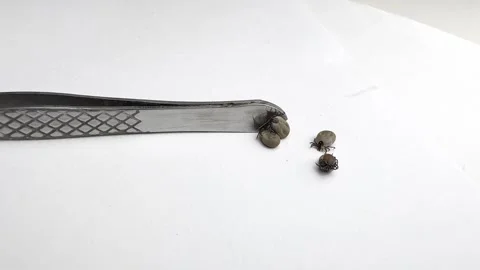 Ticks Removed from Pet Moving on White Background Close-Up Video stock 277296542