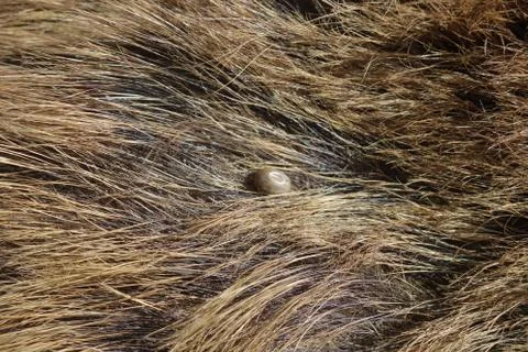 Ticks on the wool of a wild pig. Ixodes ricinus. Stock Photos