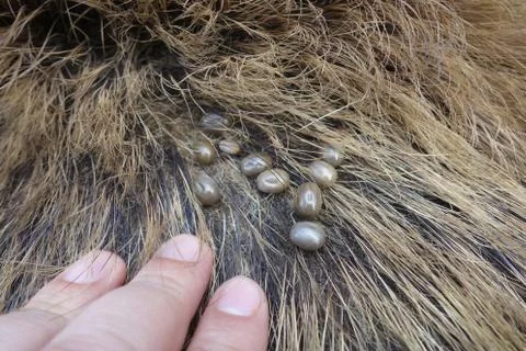 Ticks on the wool of a wild pig. Ixodes ricinus. Stock Photos