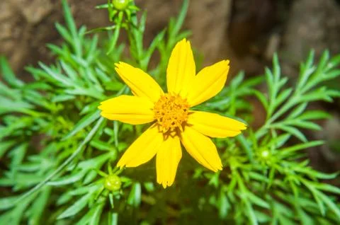 Tickseed Flower Stock Photos
