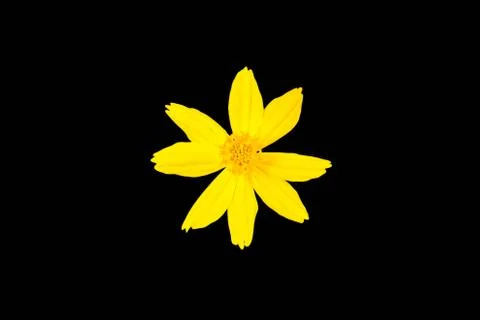 Tickseed Stock Photos