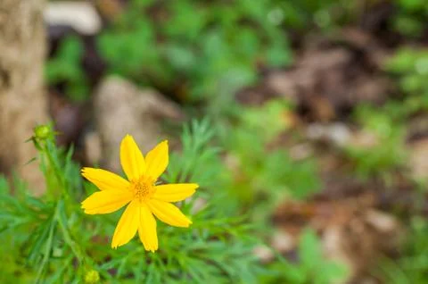 Tickseed Stock Photos