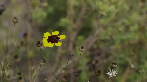 Tickseed Slow Motion 스톡 동영상 266916348