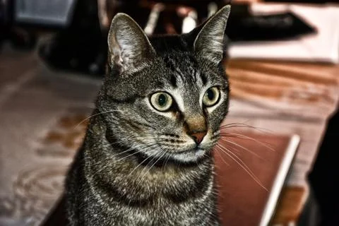 Tico the Awesome Cat 스톡 사진