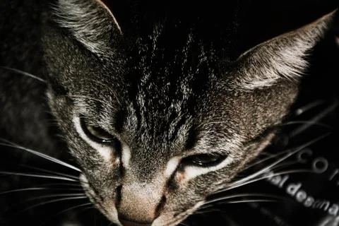 Tico the Cat 스톡 사진