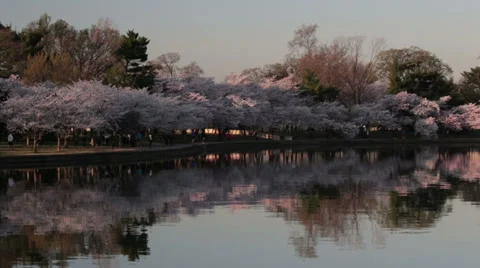 Tidal basin cherry blossoms Stock Footage 37628464
