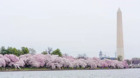 Tidal Basin Cherry Blossoms [Pan, Wide Shot] Stock-Footage 49103544