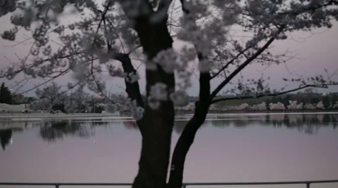 Tidal basin dc cherry blossoms Stock Footage 37626583