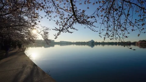Tidal Basin During Peak Bloom Stock Footage 306011048