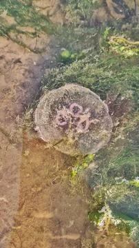 Tidal Bloom Stock Photos