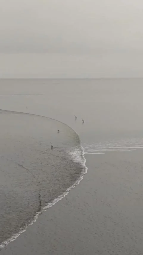 Tidal Bore Wave and Wading Birds on Qiantang River, Zhejiang, China Stockbeeldmateriaal 337380713