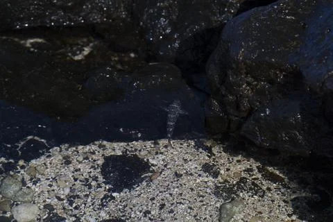 Tidal fish Stock Photos