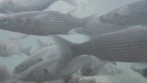 Tidal fish schooling around camera Stock-Footage 289278468
