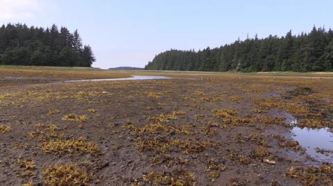 Tidal flat Stock Footage 27732277