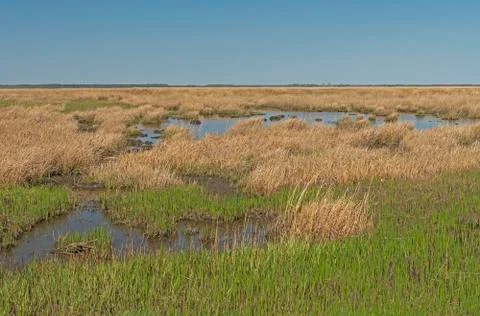Tidal Marsh during Ebb Tide Stockfoto's