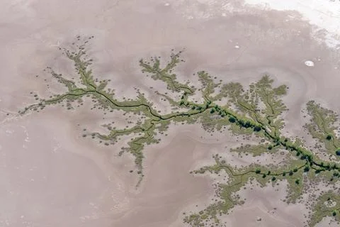 Tidal patterns below forming realistic effects formed by mudflat vegetation.. Photos