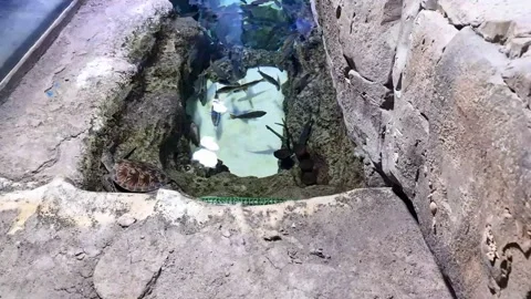 Tidal Pond Stock Footage 198156161