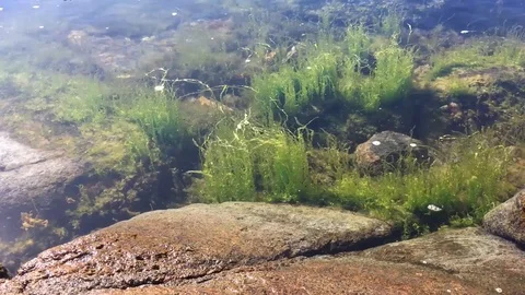 Tidal pool Video stock 115590515