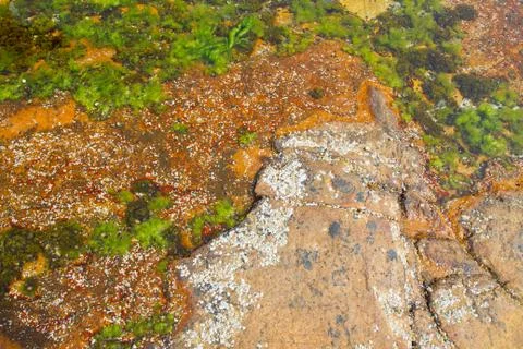 Tidal Pool Stock Photos