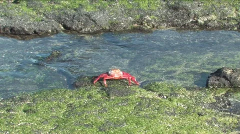 Tidal pool with Sally Lightfoot crabs, Galapagos Islands Video stock 296904