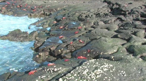 Tidal pool with Sally Lightfoot crabs, Galapagos Islands Stock Footage 296972