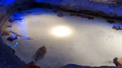 Tidal pool Stingray Stock Footage 198156254