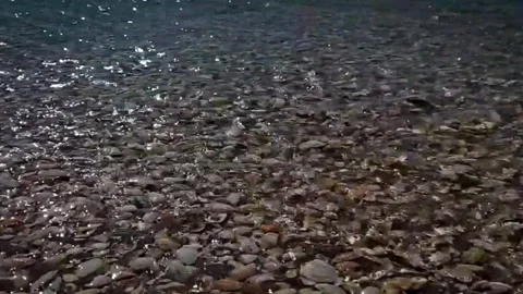 Tidal pool at sunset video with shells and pebbles. North Island, New Zealand Stock Footage 340360770