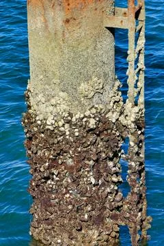 Tidal Step Gauge. Stock Photos