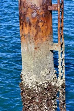 Tidal Step Gauge. Stock Photos