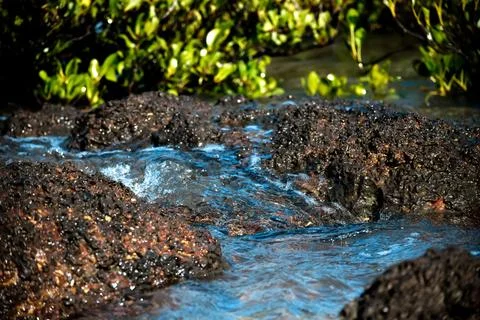 Tidal Water Flow in Mangrove Zone Stock Photos