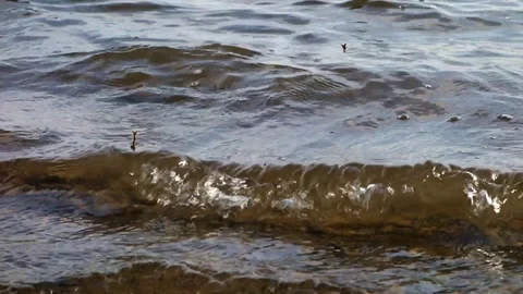 Tidal waves on the surface Stock Footage 112505895