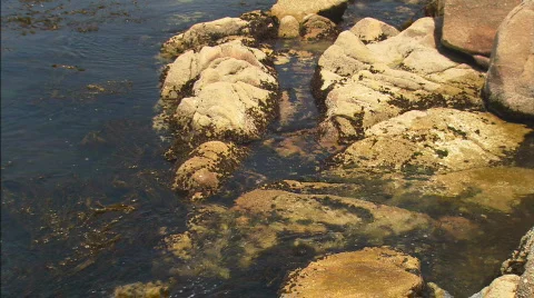 TidalPool zoom Stock Footage 476661