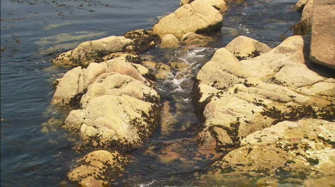 TidalPool zoom2 Stock Footage 476684