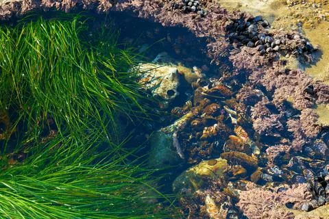 Tide Pool Close Up Botanical Beach BC 스톡 사진