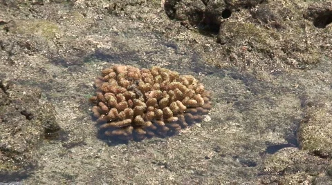 Tide Pool Coral Stock Footage 655841
