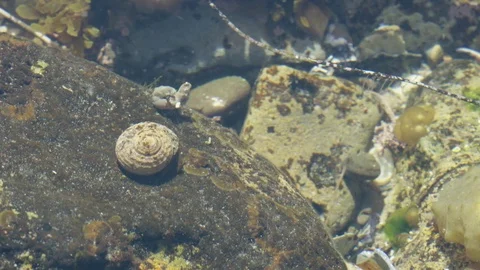 Tide Pool Crab Time Lapse 4K Stock Footage 75065777