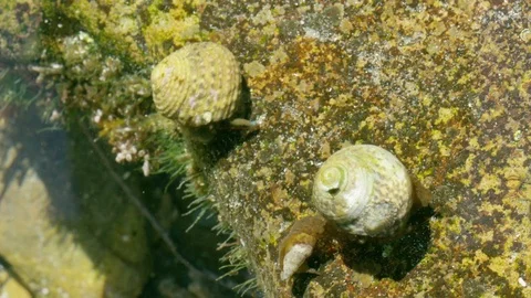 Tide Pool Crab Time Lapse 4K Stock Footage 75065907