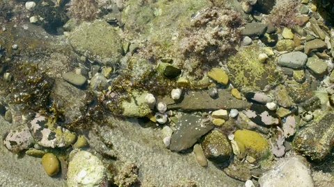 Tide Pool Crab Time Lapse 4K Stock Footage 75066160