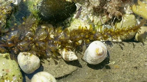 Tide Pool Crab Time Lapse 4K Stock Footage 75066469