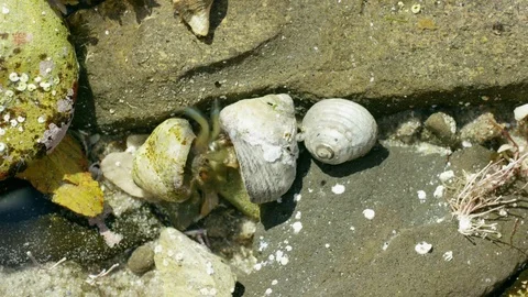 Tide Pool Crab Time Lapse 4K Stock Footage 75067101