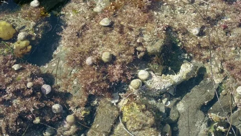 Tide Pool Crab Time Lapse 4K Stock Footage 75068445