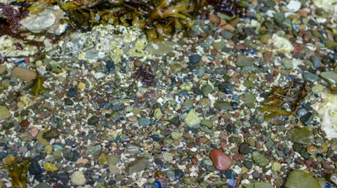 Tide Pool Drying up Time Lapse Stock-Footage 39156558
